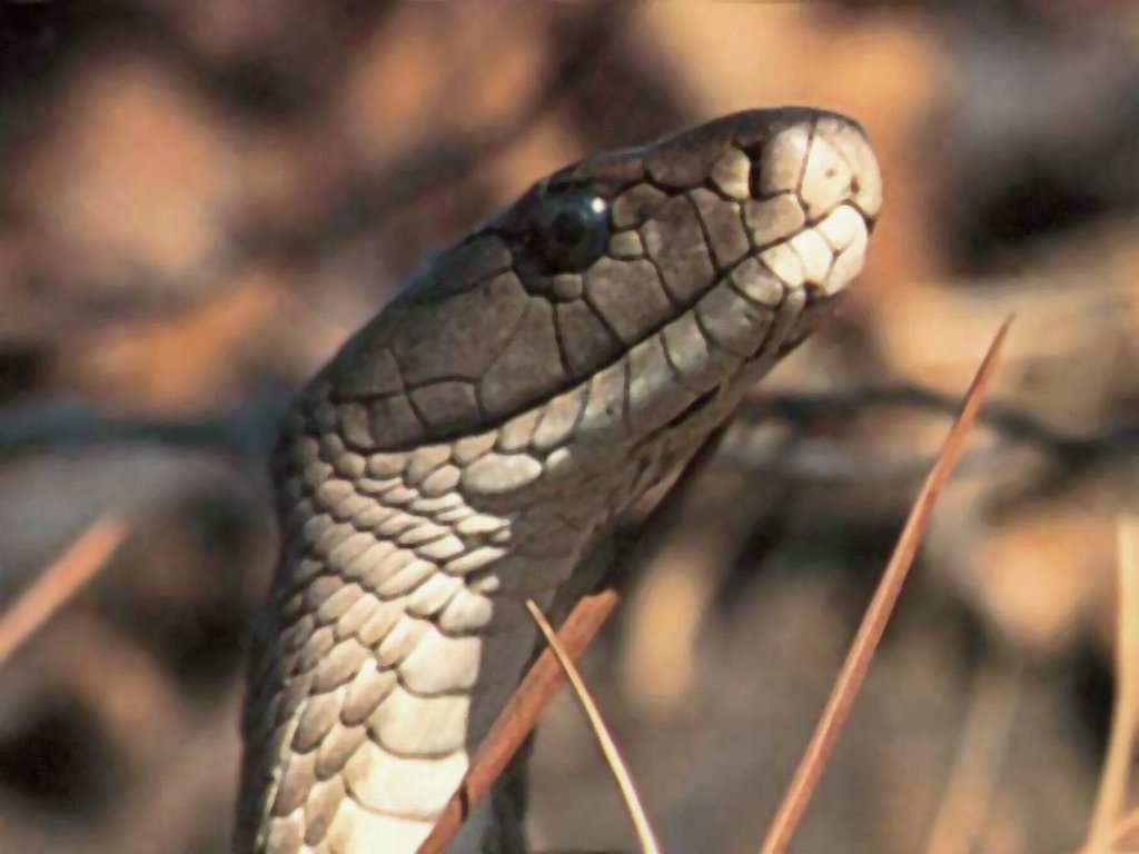 Fonds d'cran Animaux Serpents 