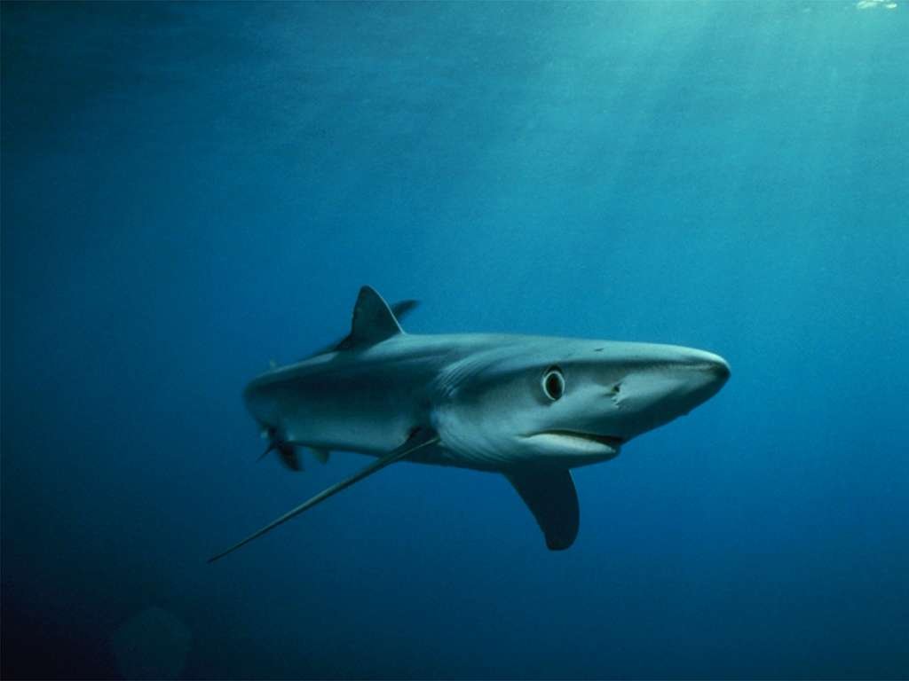 Fonds d'cran Animaux Vie marine - Requins 