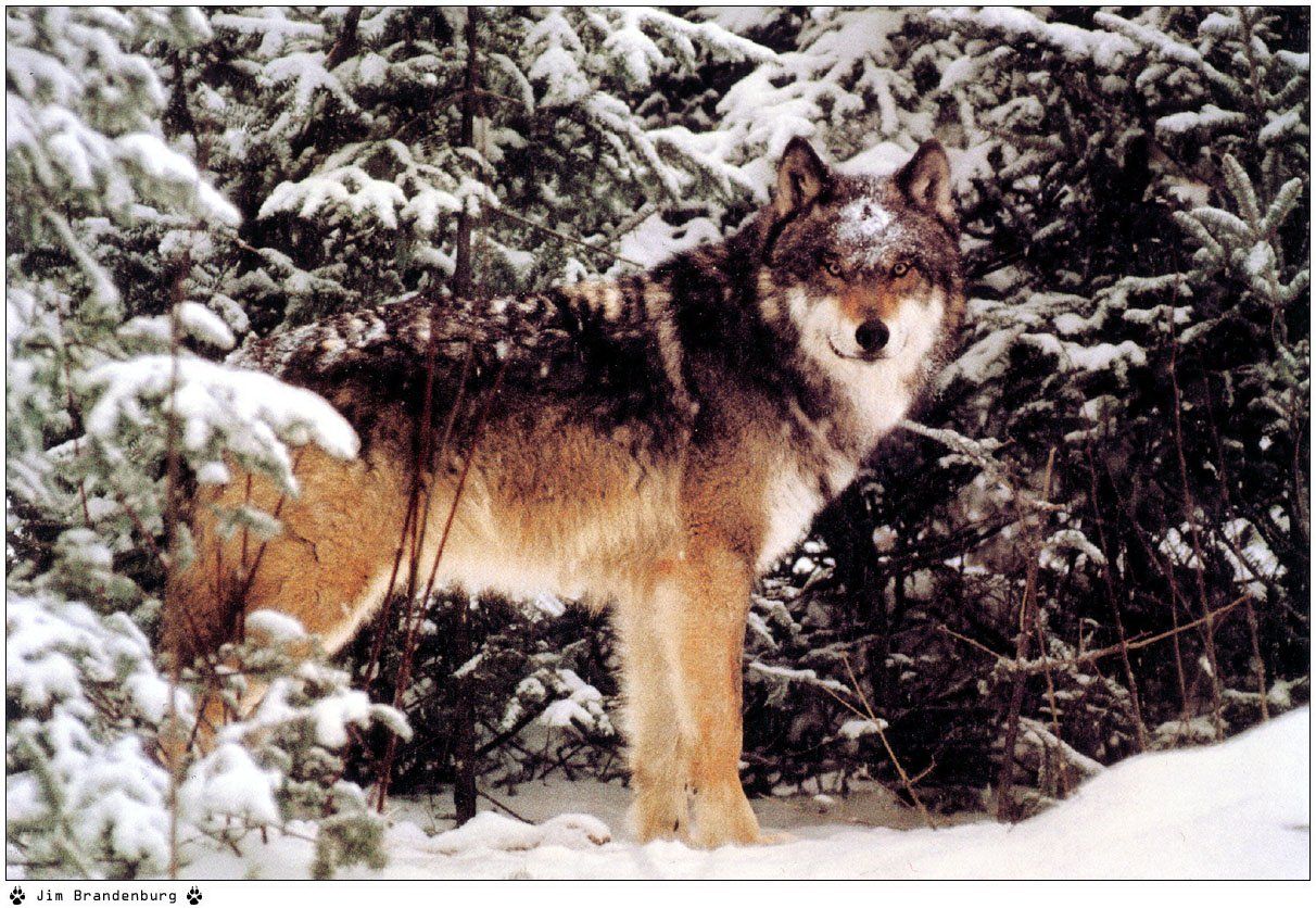 Fonds d'cran Animaux Loups 