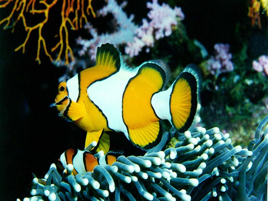 Wallpapers Animals Sealife - Fishes 