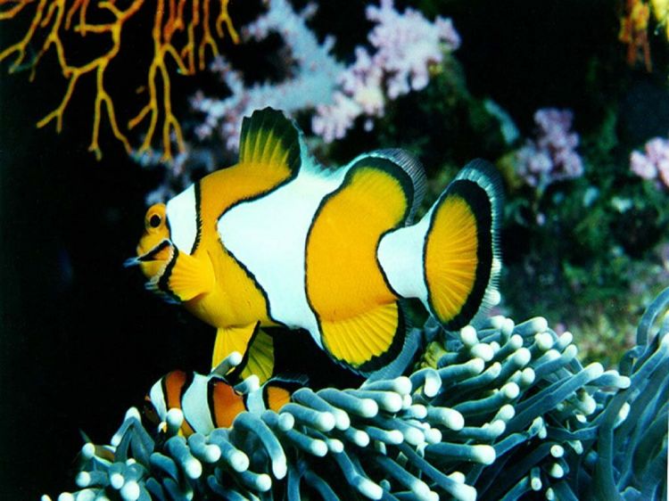 Wallpapers Animals Sealife - Fishes Wallpaper N39012