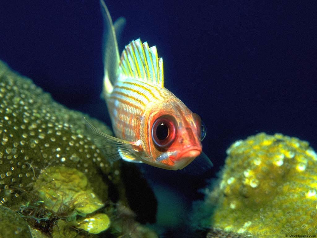 Fonds d'cran Animaux Vie marine - Poissons 