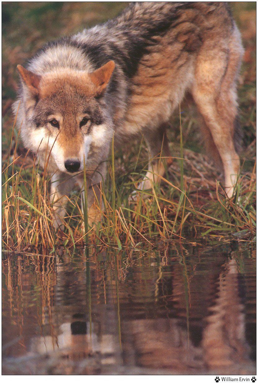 Fonds d'cran Animaux Loups 