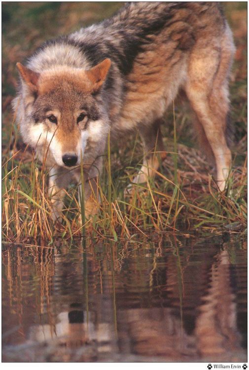 Fonds d'cran Animaux Loups Wallpaper N38946