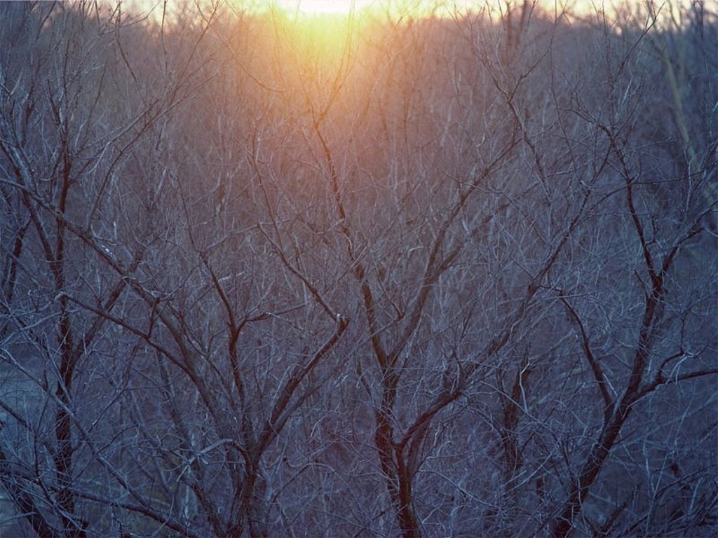 Fonds d'cran Nature Arbres - Forts 