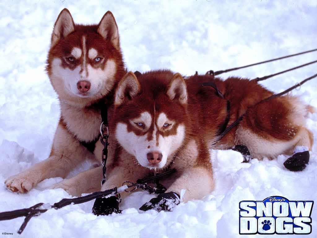 Fonds d'cran Cinma Chiens des Neiges 