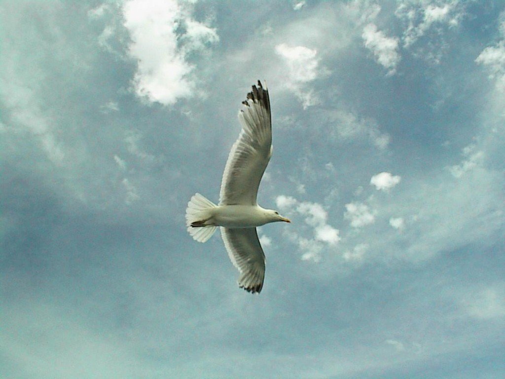 Fonds d'cran Animaux Oiseaux - Mouettes et Golands 