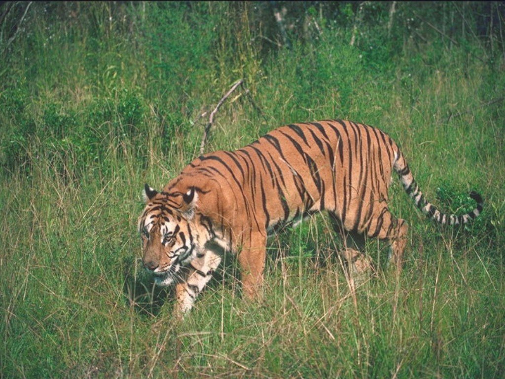 Fonds d'cran Animaux Flins - Tigres 