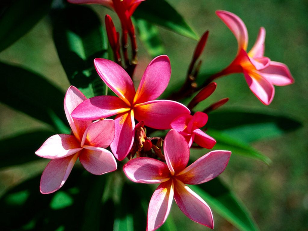 Fonds d'cran Nature Fleurs 