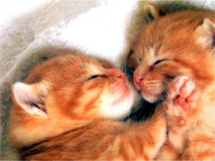 Fonds d'cran Animaux Chats - Chatons Wallpaper N38663