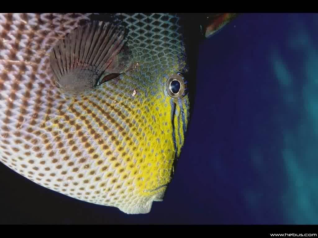 Fonds d'cran Animaux Vie marine - Poissons 