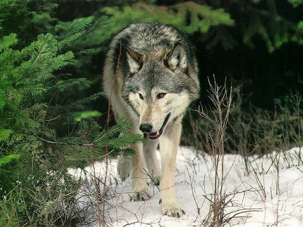 Wallpapers Animals Wolves 