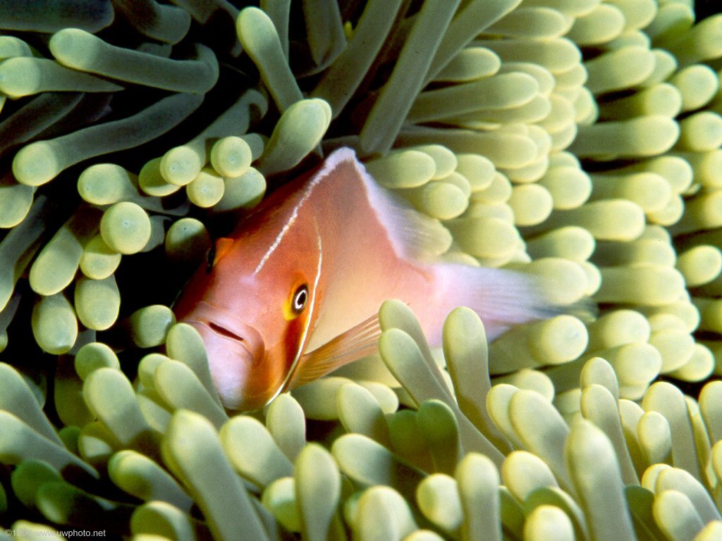 Fonds d'cran Animaux Vie marine - Poissons 