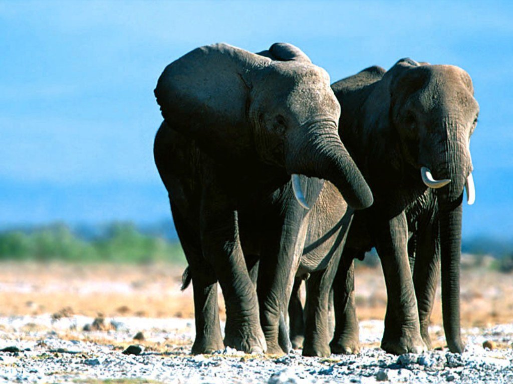 Fonds d'cran Animaux Elphants 