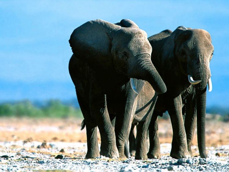 Fonds d'cran Animaux Elphants Wallpaper N38777