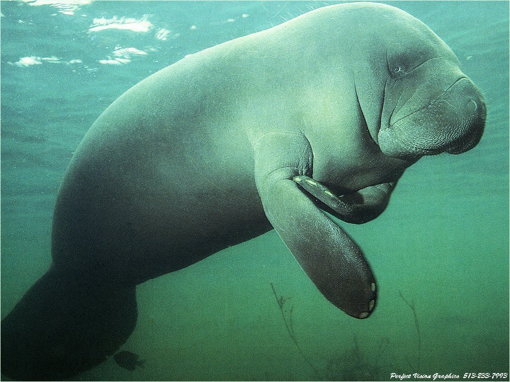 Fonds d'cran Animaux Vie marine - Lamantins 