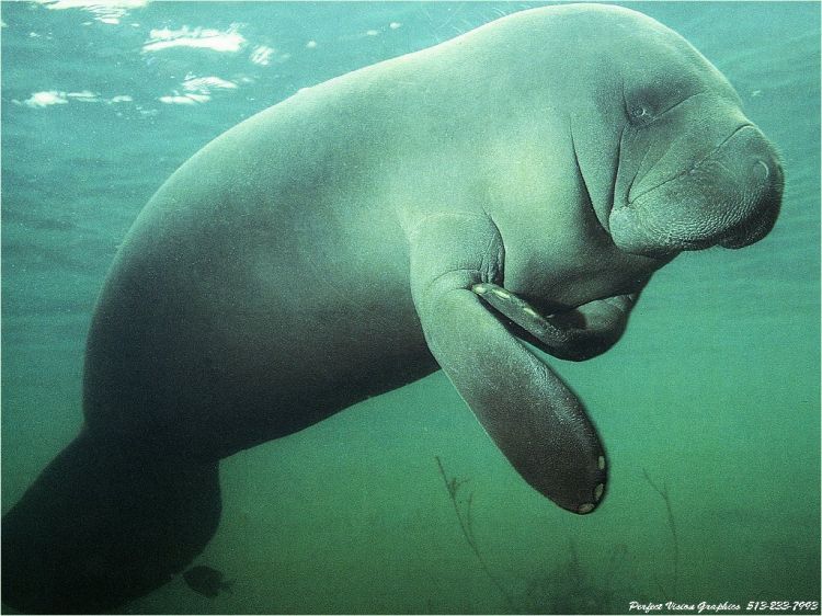 Wallpapers Animals Sealife - Manatees Wallpaper N38824