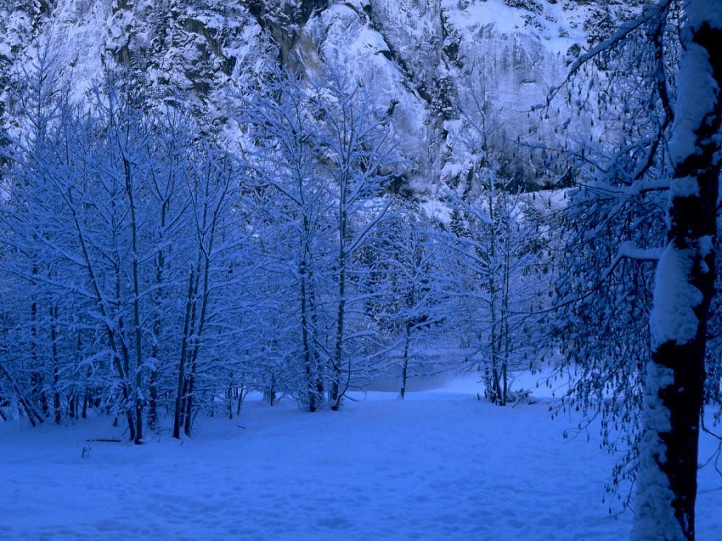 Fonds d'cran Nature Arbres - Forts 