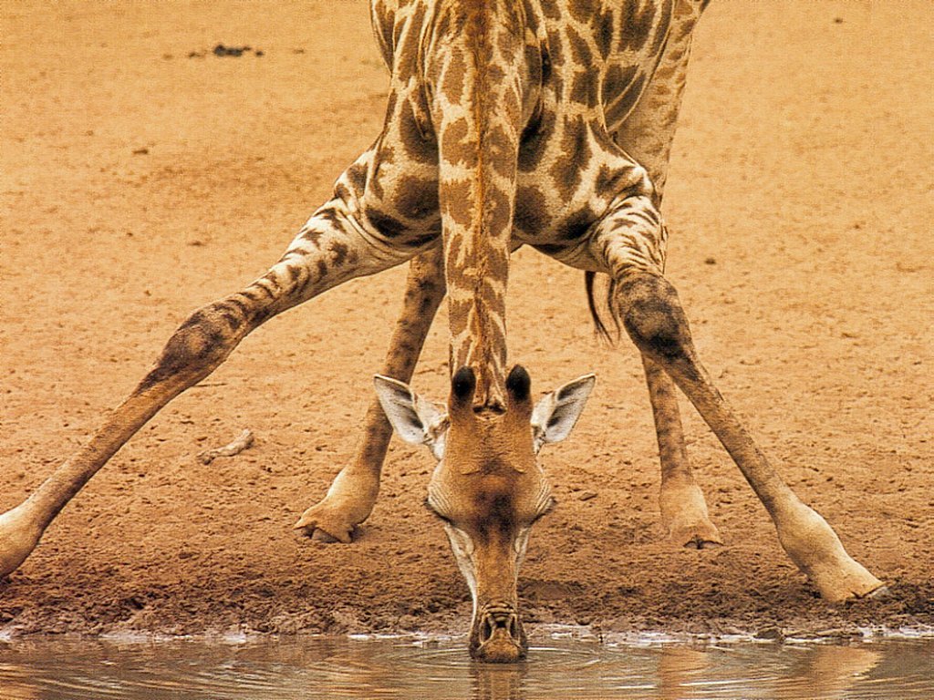 Fonds d'cran Animaux Girafes 