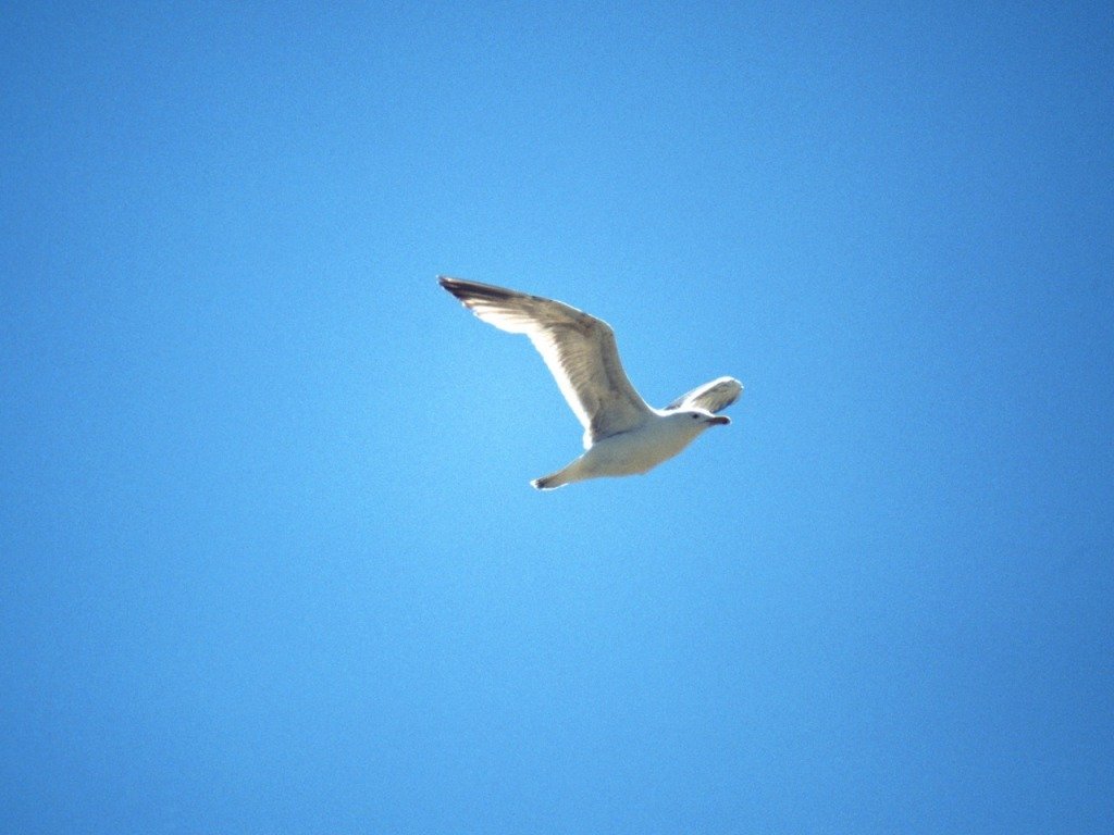 Fonds d'cran Animaux Oiseaux - Mouettes et Golands 