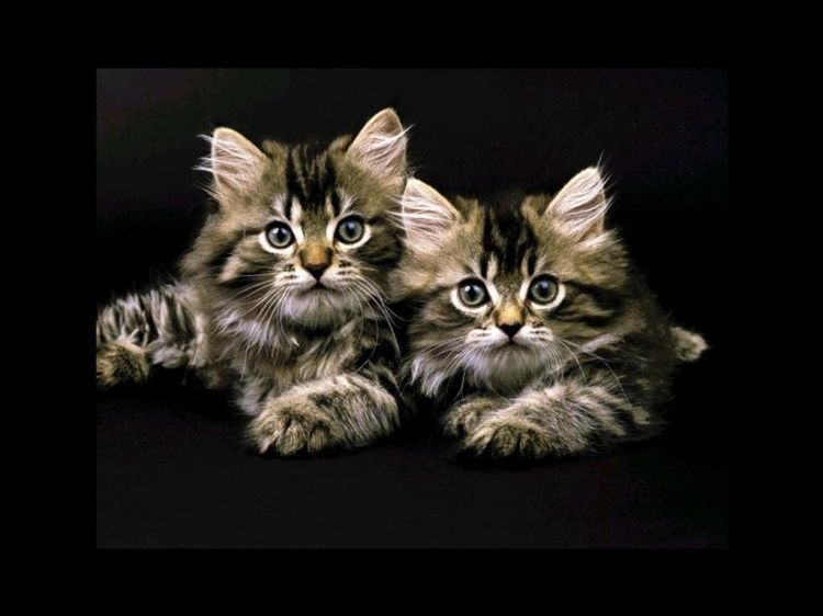 Fonds d'cran Animaux Chats - Chatons Wallpaper N38670