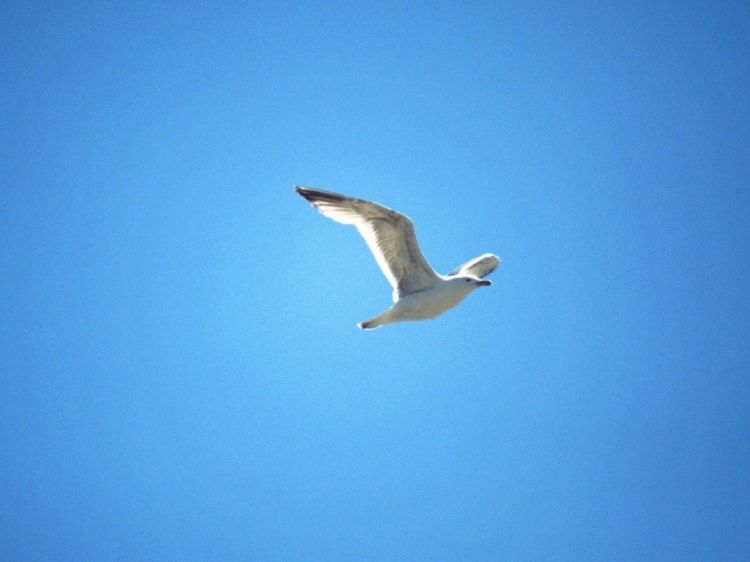 Fonds d'cran Animaux Oiseaux - Mouettes et Golands Wallpaper N39070