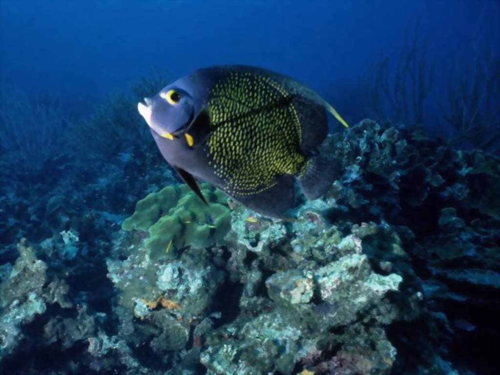 Fonds d'cran Animaux Vie marine - Poissons 