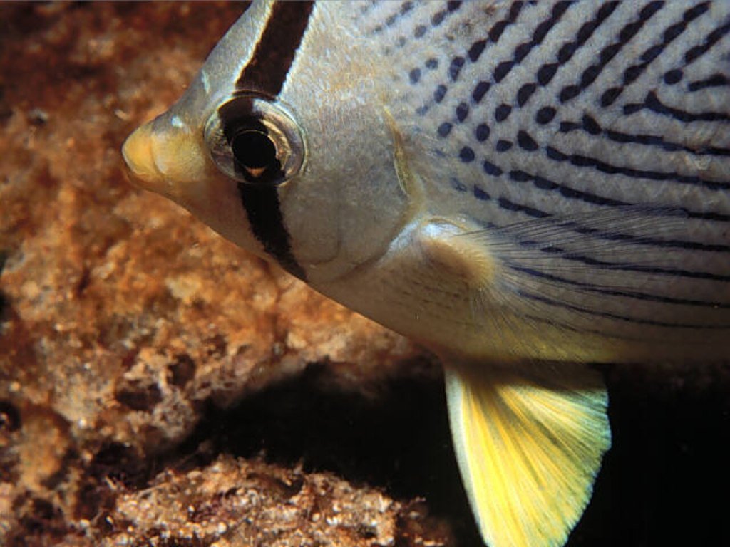 Fonds d'cran Animaux Vie marine - Poissons 