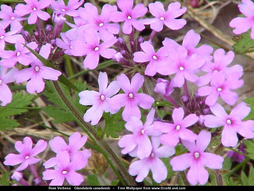 Fonds d'cran Nature Fleurs 