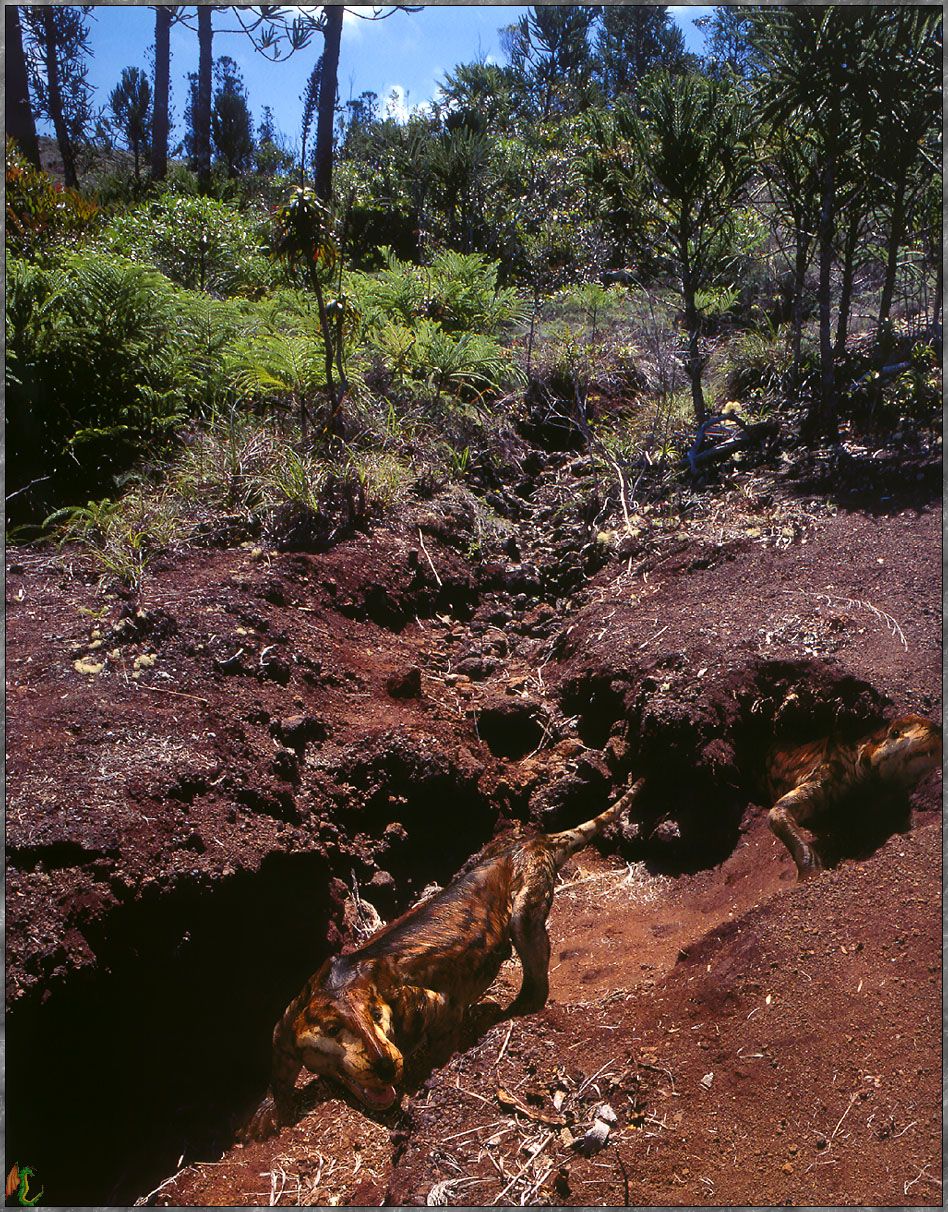 Fonds d'cran Animaux Dinosaures 