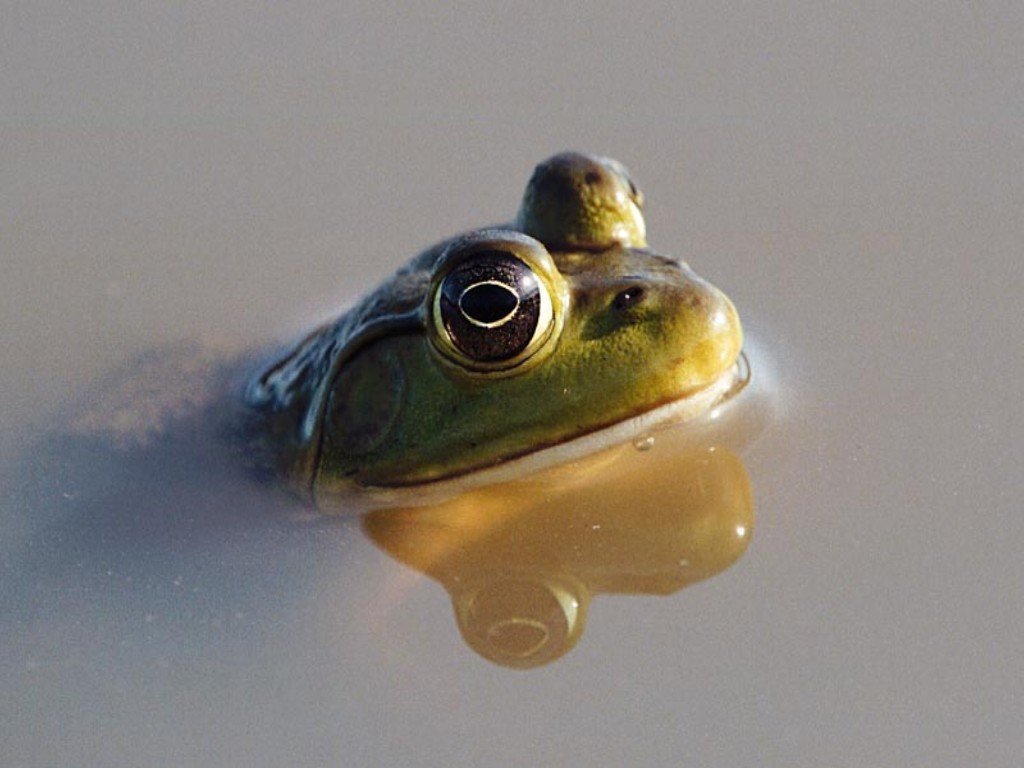 Wallpapers Animals Frogs - Toads 