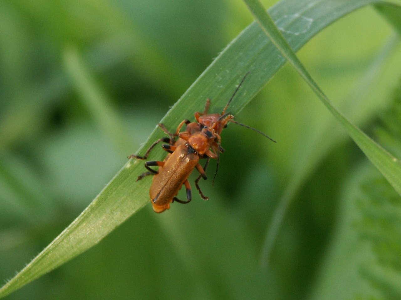 Fonds d'cran Animaux Insectes - Divers 