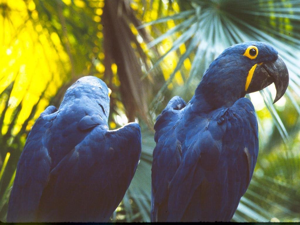 Wallpapers Animals Birds - Parrots 