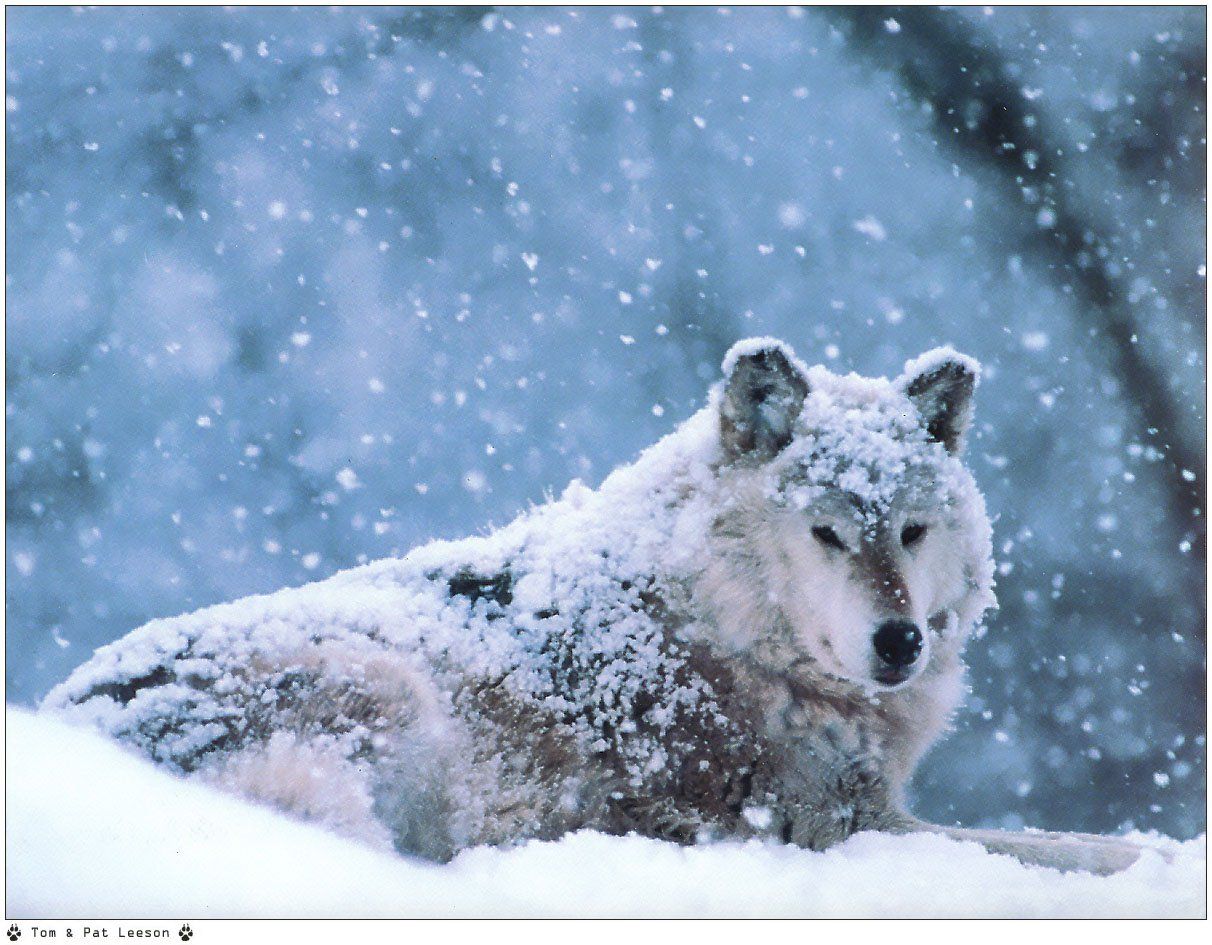 Wallpapers Animals Wolves 