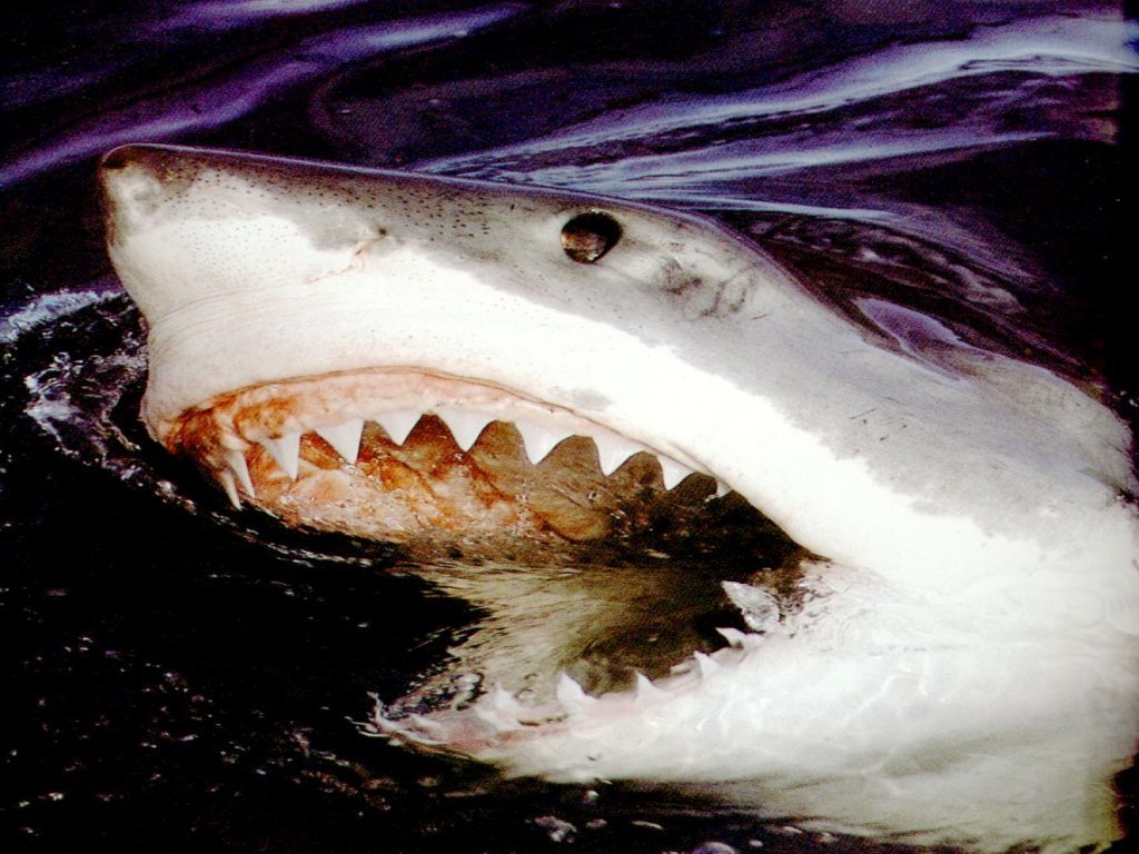 Wallpapers Animals Sealife - Sharks 