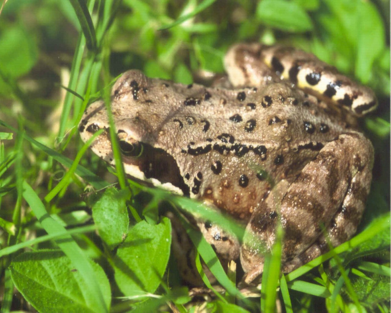 Fonds d'cran Animaux Grenouilles - Crapauds 