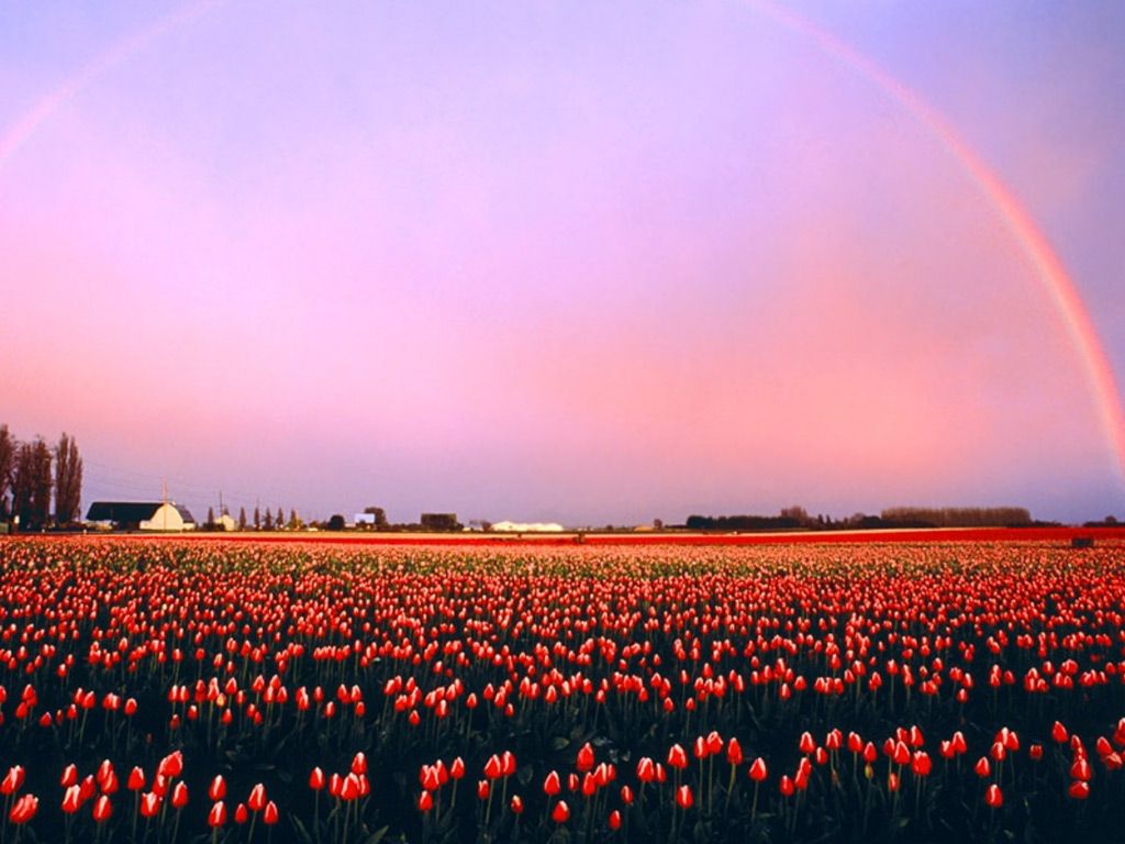 Fonds d'cran Nature Fleurs 