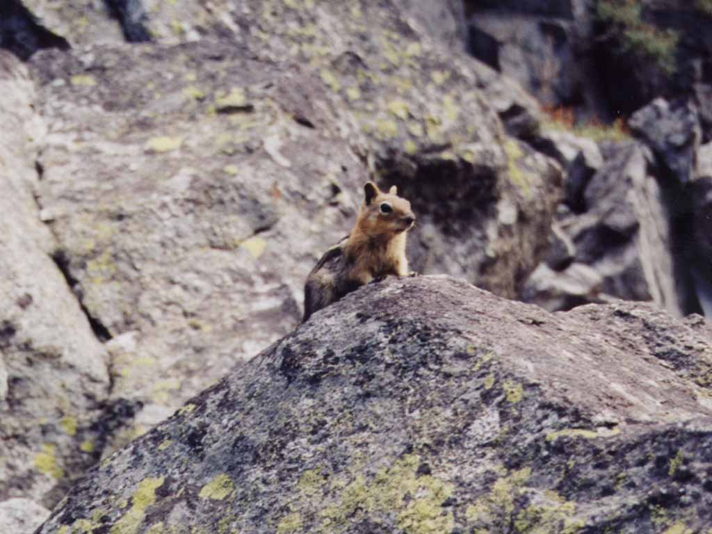 Fonds d'cran Animaux Rongeurs - Marmottes 