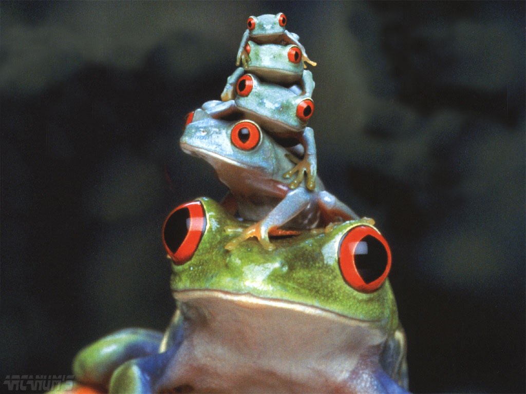 Wallpapers Animals Frogs - Toads 