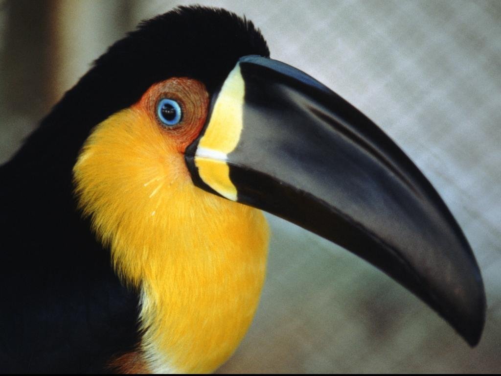 Fonds d'cran Animaux Oiseaux - Toucans 