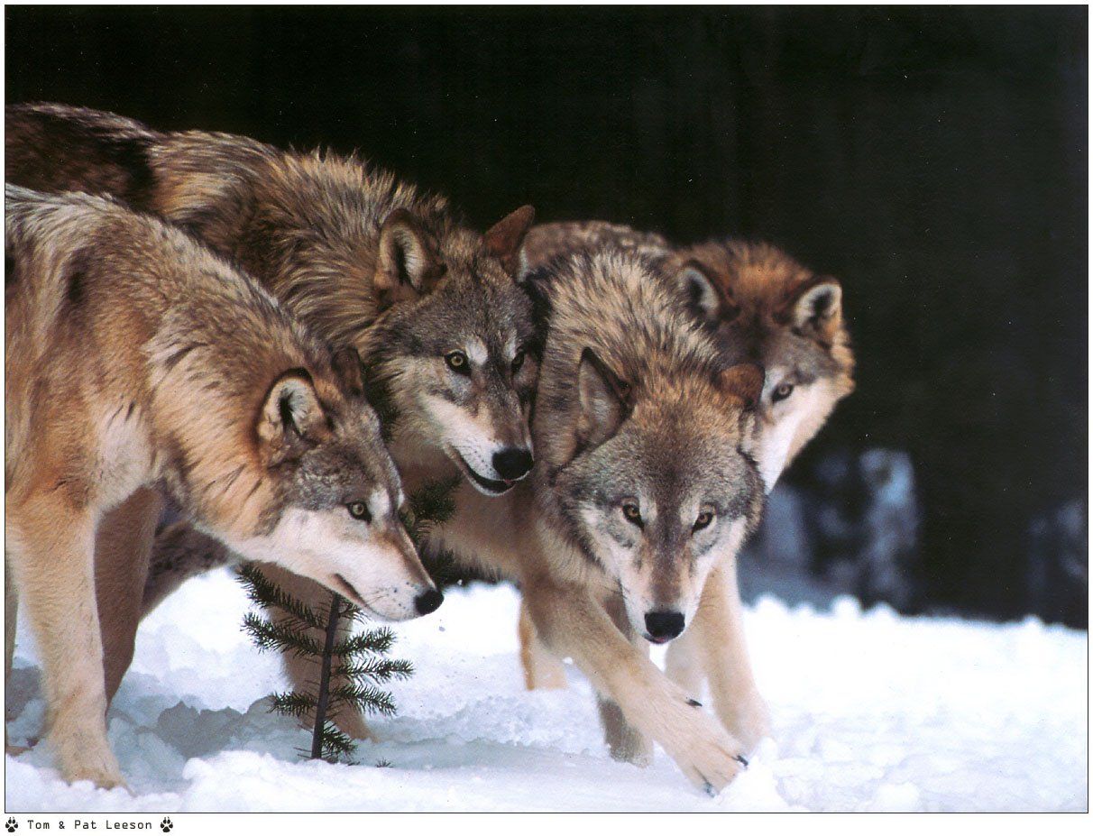 Fonds d'cran Animaux Loups 