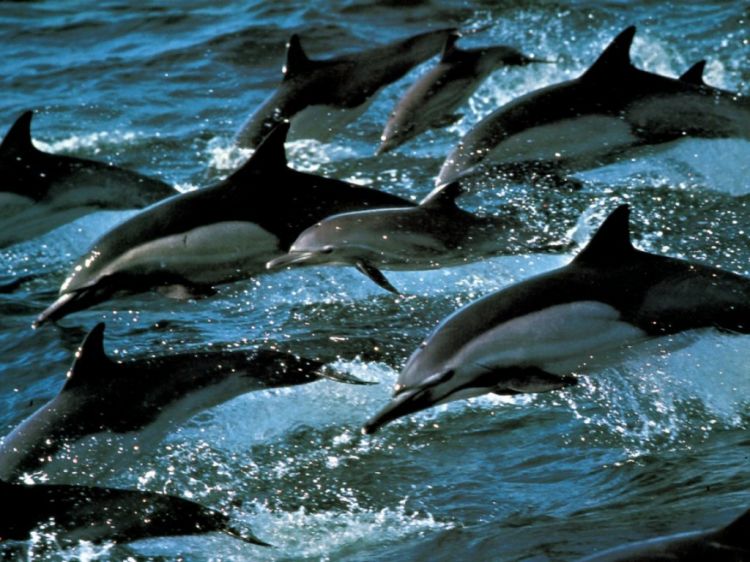 Wallpapers Animals Sealife - Dolphins Wallpaper N38740