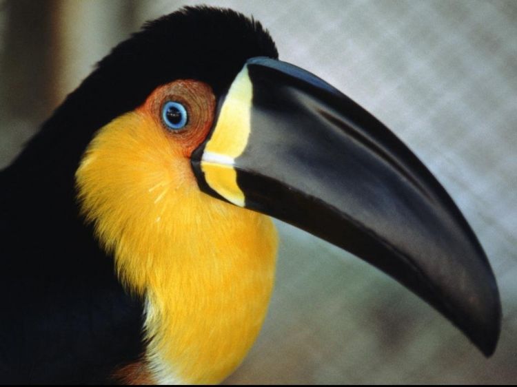 Fonds d'cran Animaux Oiseaux - Toucans Wallpaper N39061