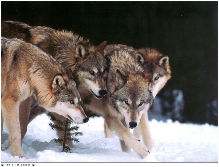 Fonds d'cran Animaux Loups Wallpaper N38961