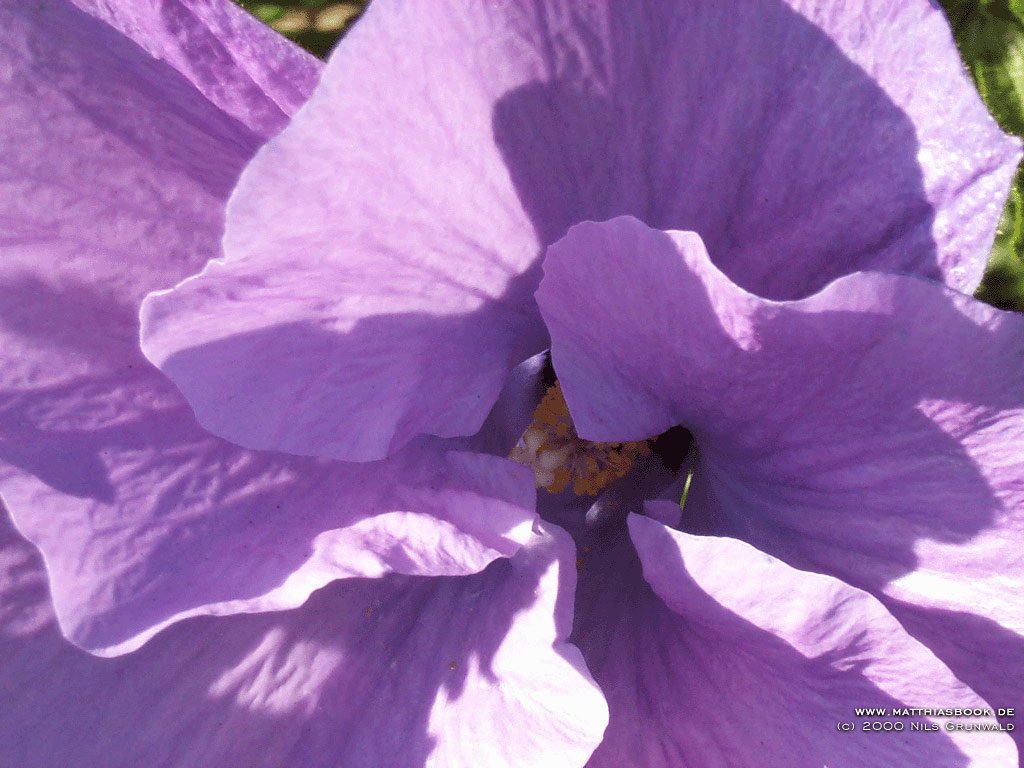 Fonds d'cran Nature Fleurs 