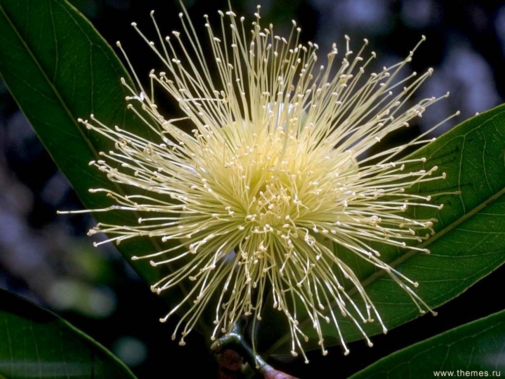 Fonds d'cran Nature Fleurs 