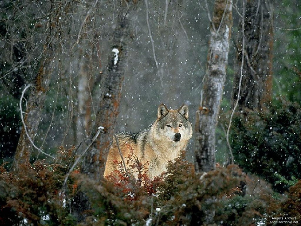 Wallpapers Animals Wolves 