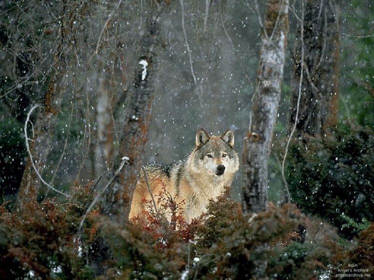 Fonds d'cran Animaux Loups Wallpaper N38890