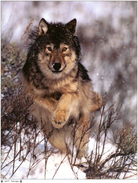 Fonds d'cran Animaux Loups Wallpaper N38953