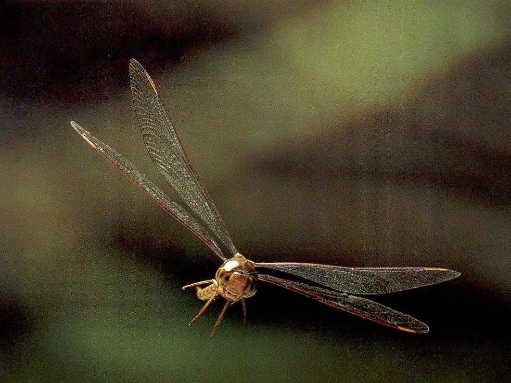 Fonds d'cran Animaux Insectes - Libellules 